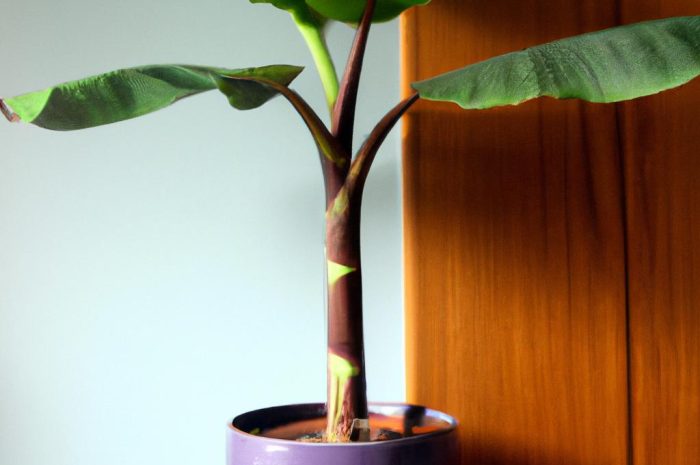 Bananowiec w Twoim domu, Twój własny Bananowy song!