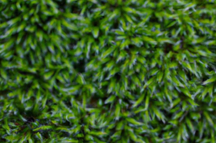 Barbula klandońska – urocza krzewinka o azjatyckim pochodzeniu. Co ją wyróżnia? Wygląd, pielęgnacja i uprawa barbuli