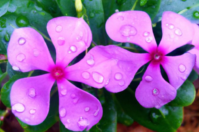 Barwinek pospolity, czyli zjawiskowy dywan niebieskich kwiatów. Poradnik pielęgnacji