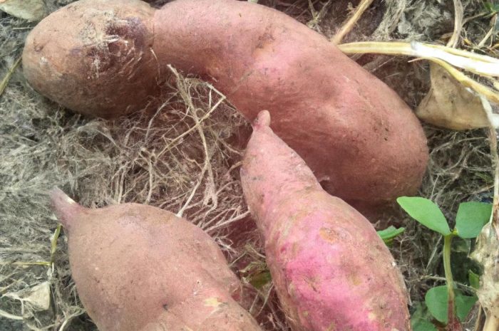 Bataty – uprawa słodkich ziemniaków w przydomowym ogrodzie