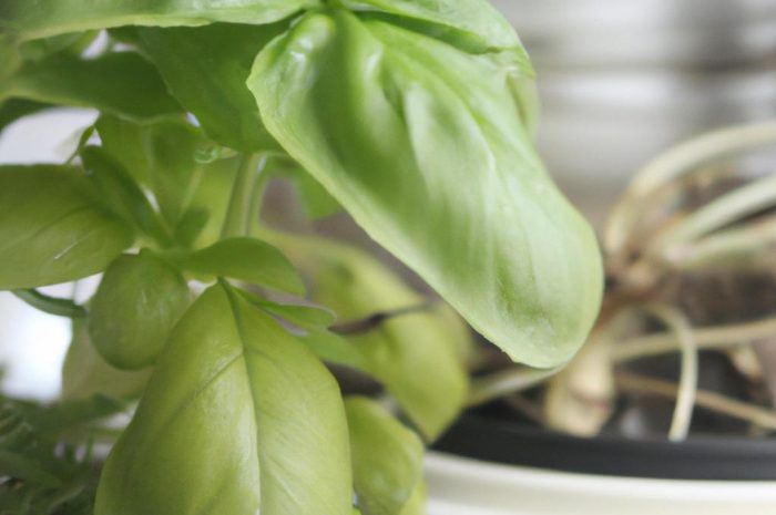 Bazylia – uprawa popularnego zioła doniczkowego. Sprawdź, jakie wymagania ma bazylia!