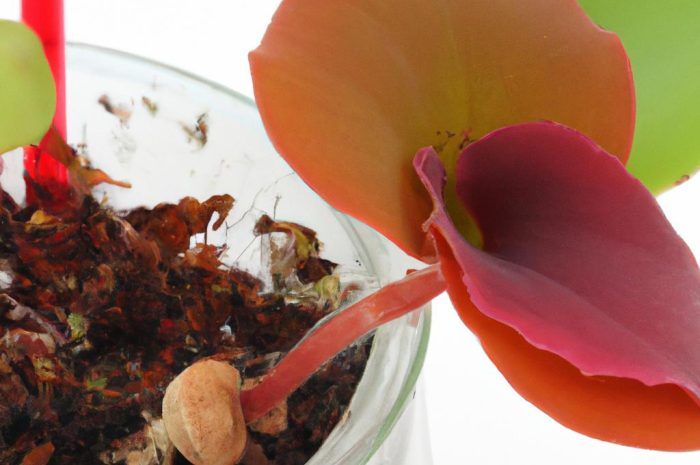 Begonia bulwiasta – rozmnażanie, zimowanie, uprawa i pielęgnacja