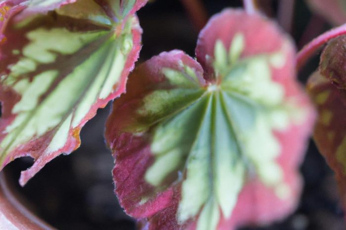Begonia bulwiasta – zimowanie
