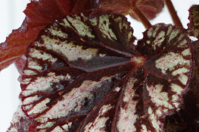 Begonia dragon – zimowanie. Jak je przeprowadzić?