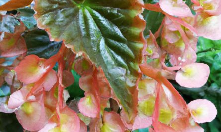 Aksamitka wzniesiona – kolorowa roślina ozdobna. Jak uprawiać ją w ogrodzie?