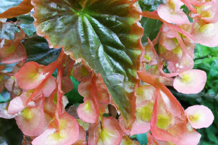Begonia królewska – uprawa i pielęgnacja, rozmnażanie i podlewanie