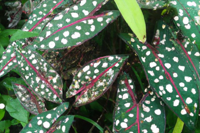 Begonia maculata – dlaczego wszyscy kochamy tę kropkowaną piękność?