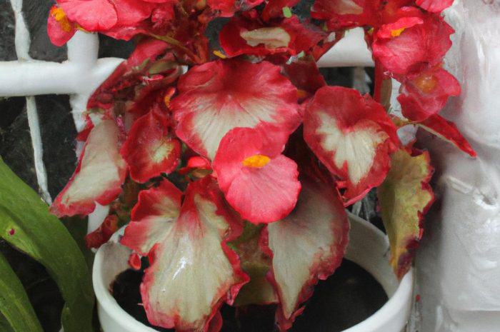 Begonia – na balkon czy do domu?