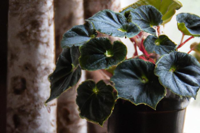 Begonia stale kwitnąca – zimowanie gatunku w polskich warunkach