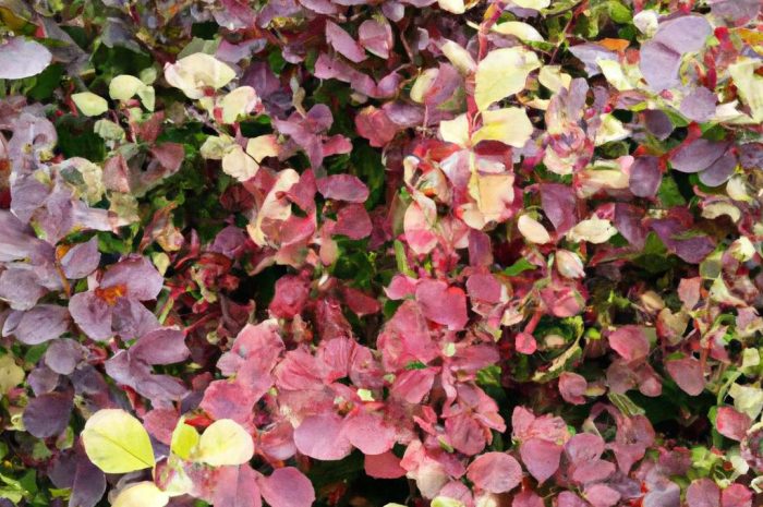 Berberys Thunberga – roślina ozdobna rodem z Japonii. Jak uprawiać?