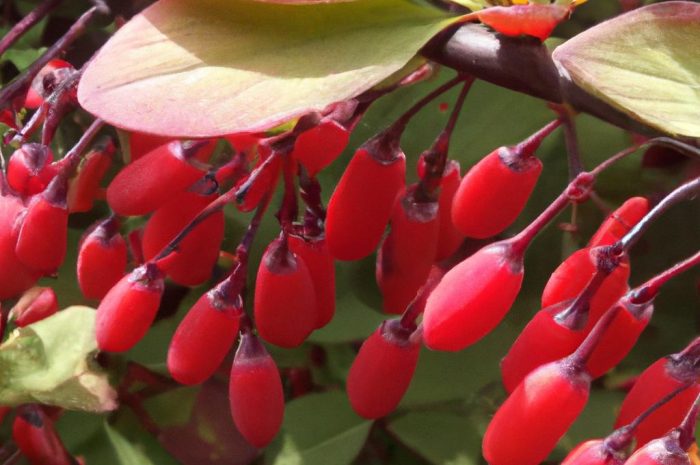 Berberys koreański – charakterystyka, uprawa i pielęgnacja. Gdzie można spotkać Berberis koreana?