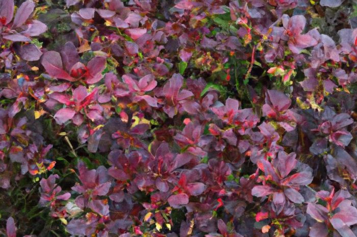 Berberysy – wymagania, uprawa, owocowanie. Które odmiany berberysu polecane są do ogrodu?