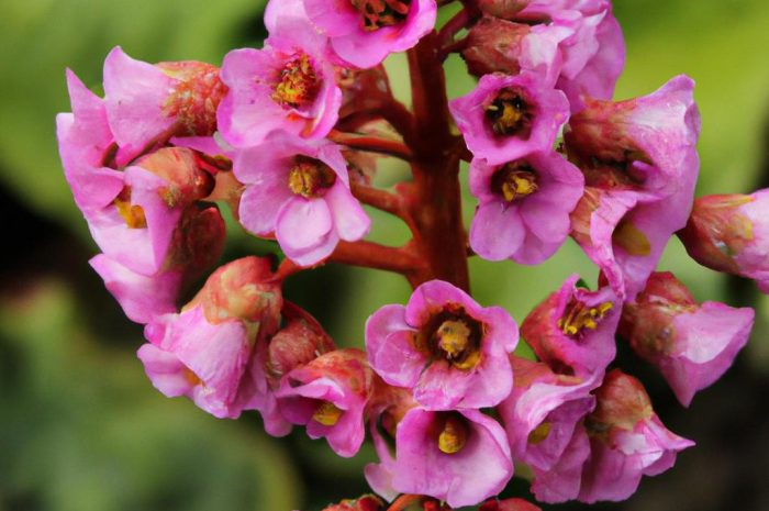 Bergenia – niewymagająca roślina ozdobna. Gdzie sadzić i jak pielęgnować bergenię?