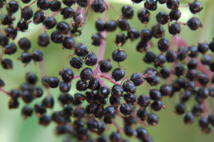 Bez czarny zwany dzikim bzem – charakterystyka, uprawa. Bez a lilak pospolity