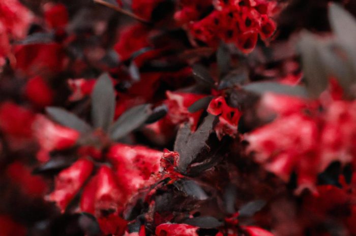 Bez koralowy – poznaj sekrety uprawy oraz rozmnażania tej niezwykłej rośliny. W jakich odmianach występuje?