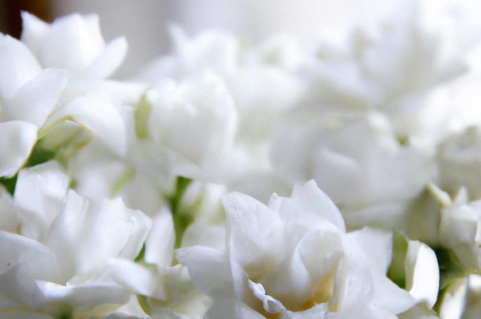 Białe kwiaty cięte – 5 najtrwalszych kwiatów do bukietu