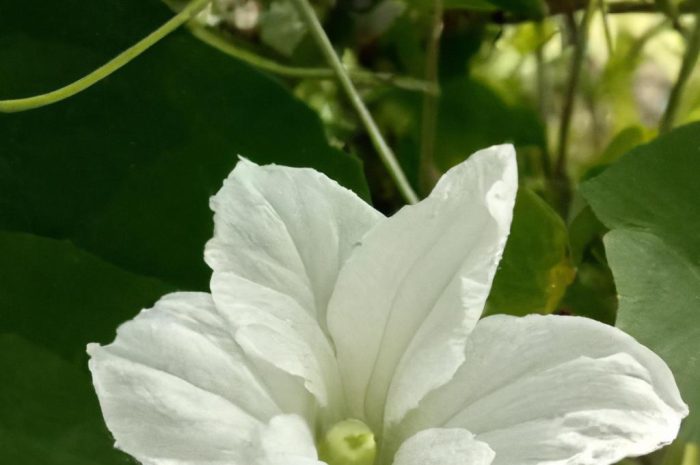 Biały kwiat wiosenny – pierwsze wiosenne kwiaty w ogrodzie. Jakie rośliny kwitnące wiosną warto poznać?