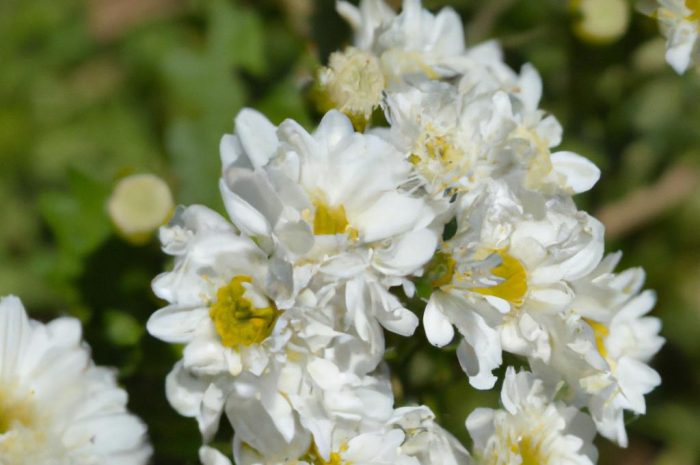 Biały ogród – jak rozjaśnić podwórko białymi roślinami?