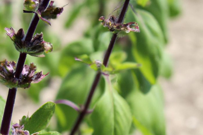 Biedrzeniec – roślina o niepowtarzalnym smaku i zapachu. Jak uprawiać ją w swoim przydomowym ogrodzie?