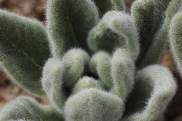 Bieluń dziędzierzawa – czy warto mieć w ogrodzie roślinę o właściwościach toksycznych?