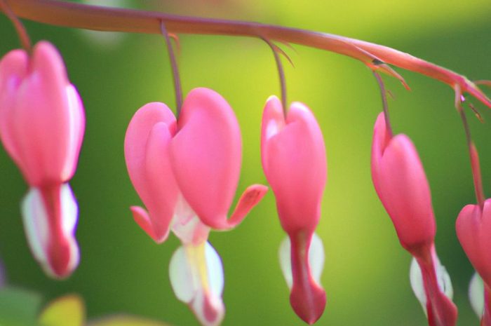 Blekot pospolity – jak rozpoznać tę trującą roślinę?