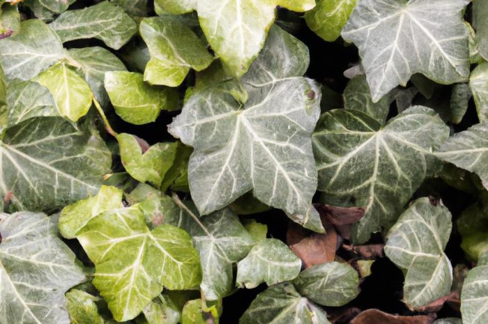 Bluszcz irlandzki – jak uprawiać to gęste pnącze?