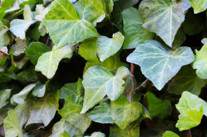 Bluszcz pospolity, nazywany także Hedera helix, to doskonała roślina do uprawy doniczkowej i ogrodowej. Sprawdź, jak uprawiać bluszcz doniczkowy!