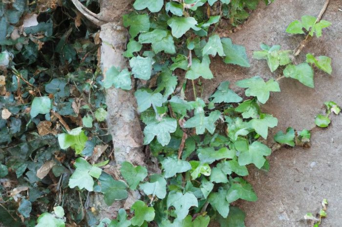 Bluszcz pospolity – piękny, trujący i pożyteczny. Sprawdź, jak dbać o Hedera Helix