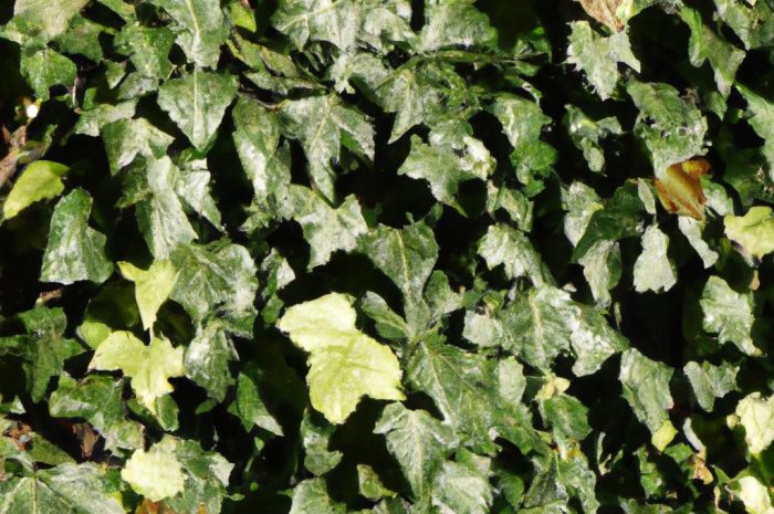 Bluszcz zimozielony w twoim ogrodzie. Uprawa i pielęgnacja