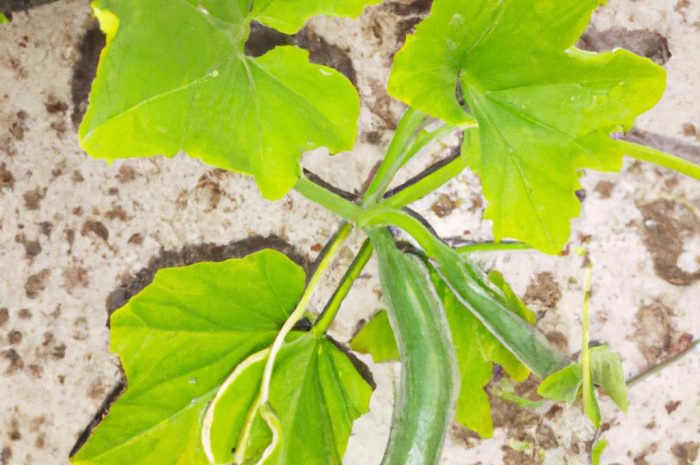 Bluszczyk kurdybanek – jak wygląda uprawa tej rośliny? Zobacz, jak o nią zadbać w swoim ogrodzie!