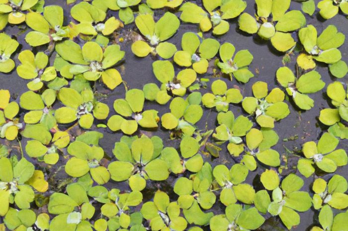 Bobrek trójlistkowy – poznaj warunki uprawy, właściwości i zastosowanie rośliny wodnej!