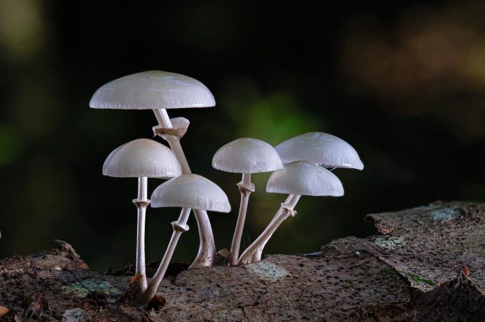 Boczniak ostrygowaty — opis grzyba jadalnego z rodziny boczniakowatych