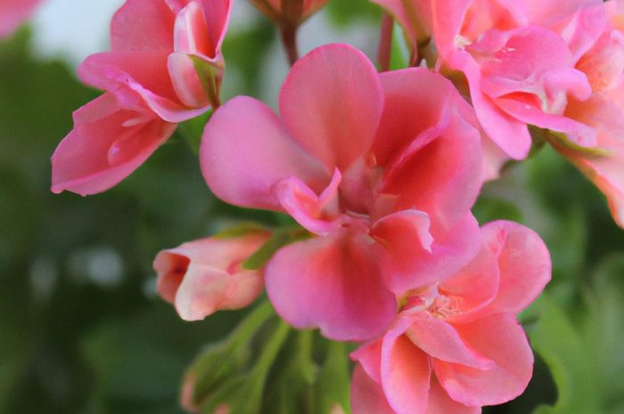 Bodziszek Rozanne geranium „Gerwat” – uprawa, pielęgnacja i rozmnażanie