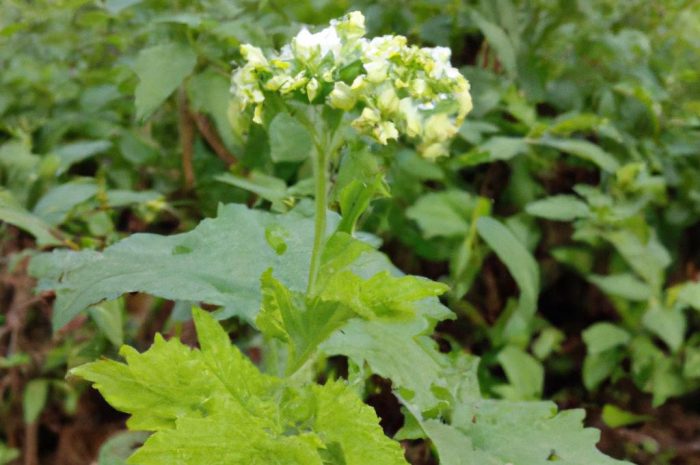 Bodziszek cuchnący – lecznicza roślina o niezbyt przyjemnym zapachu