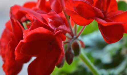 Aloes – roślina o oryginalnej urodzie i leczniczych właściwościach