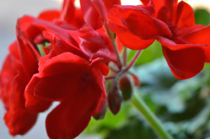 Bodziszek czerwony – uprawa, wymagania, pielęgnacja