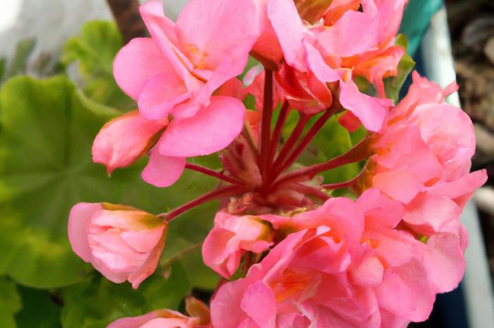 Bodziszek korzeniasty – uprawa rośliny w ogrodzie. Co warto wiedzieć?