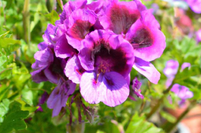 Bodziszek wspaniały – uprawa i pielęgnacja Geranium Magnificum