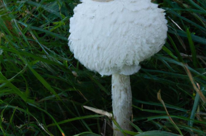 Borowiec dęty (maślak dęty) – poznaj tę jadalną odmianę grzyba