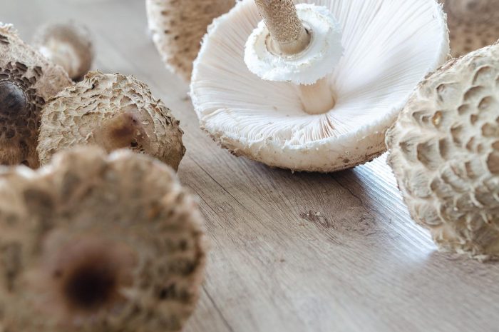 Borowik ceglastopory – opis grzyba i jego właściwości