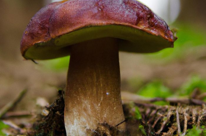 Borowik ciemnobrązowy – jadalny grzyb doceniany w kuchni