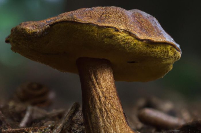 Borowik królewski — opis, występowanie i właściwości