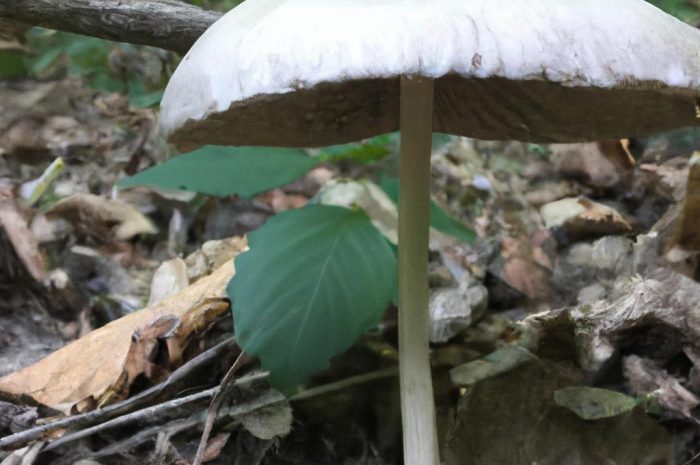 Borowik omglony – cechy i właściwości gatunku