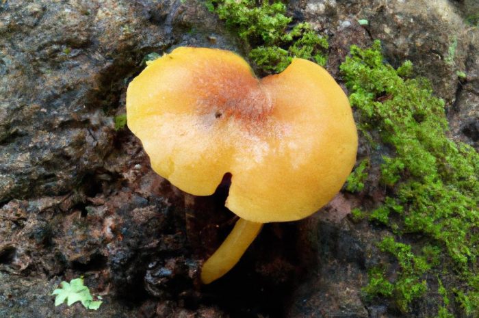 Borowik żonkilowy – cenny i rzadki grzyb jadalny