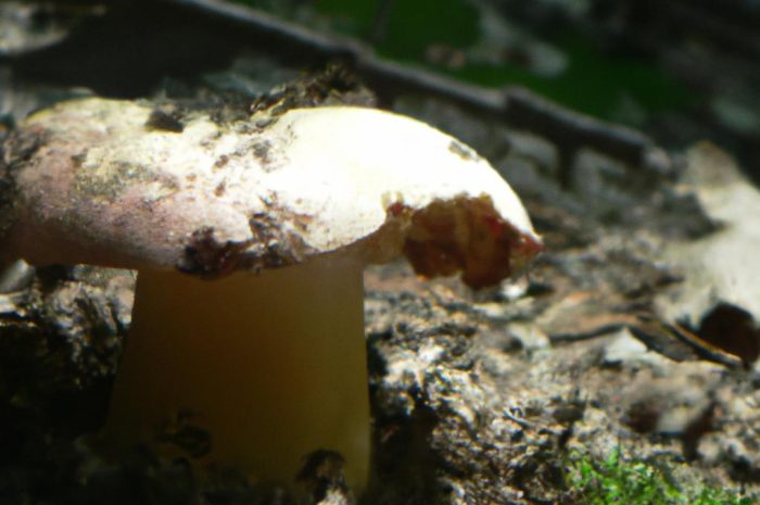 Borowik oprószony (Xerocomellus pruinatus) – właściwości i opis grzyba