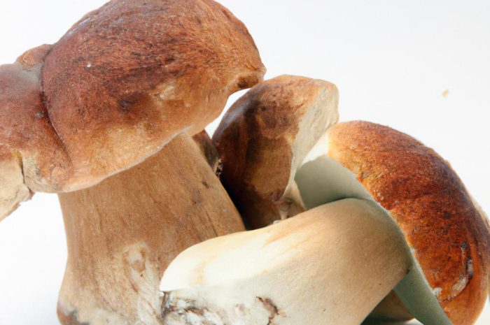 Borowik płowy – opis i właściwości