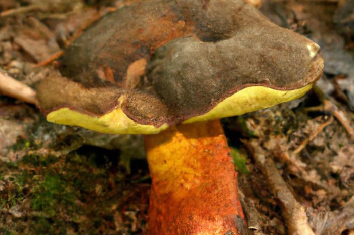 Borowik szatański – grzyb niejadalny, który łatwo pomylić z borowikiem