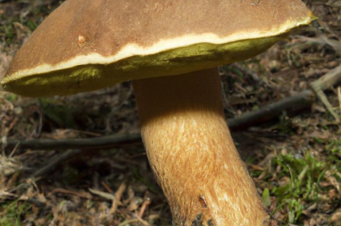 Borowik żółtobrązowy (Butyriboletus appendiculatus)