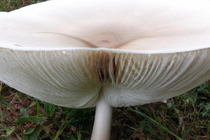 Borowik usiatkowany (Boletus reticulatus) – opis gatunku grzyba