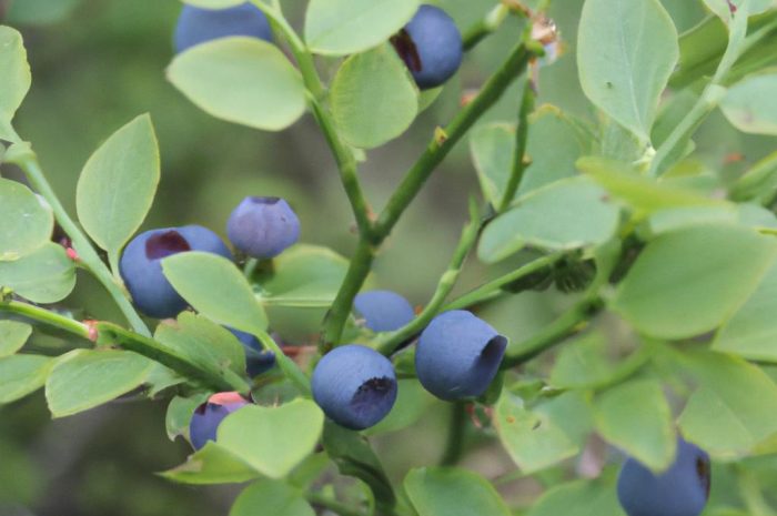 Borówka amerykańska – uprawa i pielęgnacja i wartości odżywcze